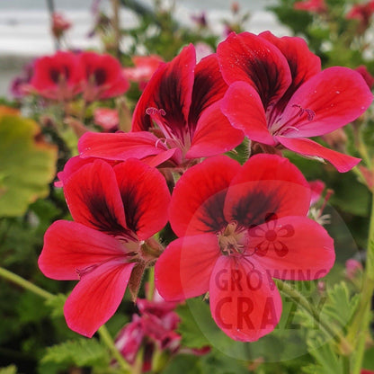 Freya Gowrley - Decorative Pelargonium (Geranium) plant in 6cm bio pot