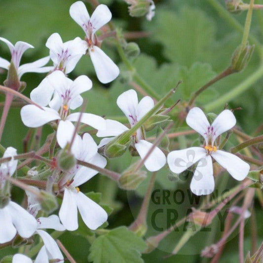 Fringed Apple - Scented Leaf Pelargonium / Geranium Plant - 6cm bio pot