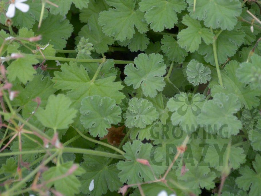 Fringed Apple - Scented Leaf Pelargonium / Geranium Plant - 6cm bio pot