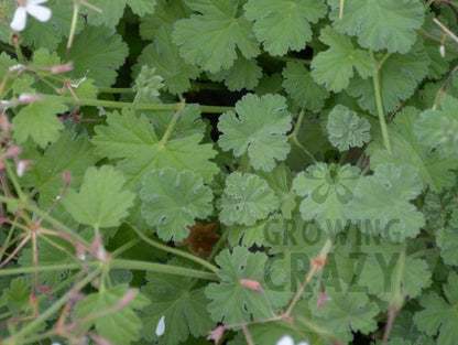 Fringed Apple - Scented Leaf Pelargonium / Geranium Plant - 6cm bio pot
