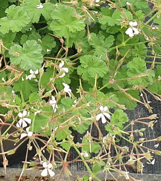 Fringed Apple - Scented Leaf Pelargonium / Geranium Plant - 6cm bio pot