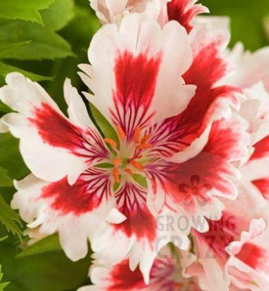 Fringed Aztec - Regal Pelargonium (Geranium) plant - 6cm bio pot