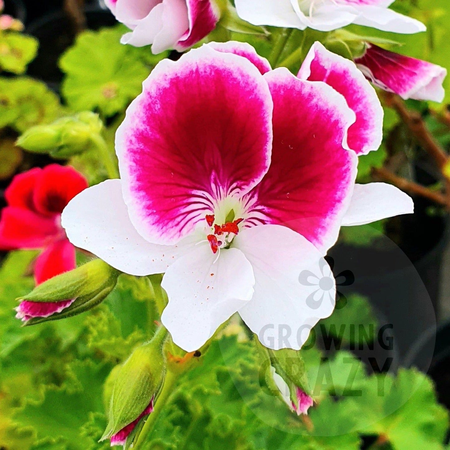 Garten Director Herman - Decorative Pelargonium Geranium, lower petals and purple-black shaded upper petals edged with white great summer display containers or garden borders,