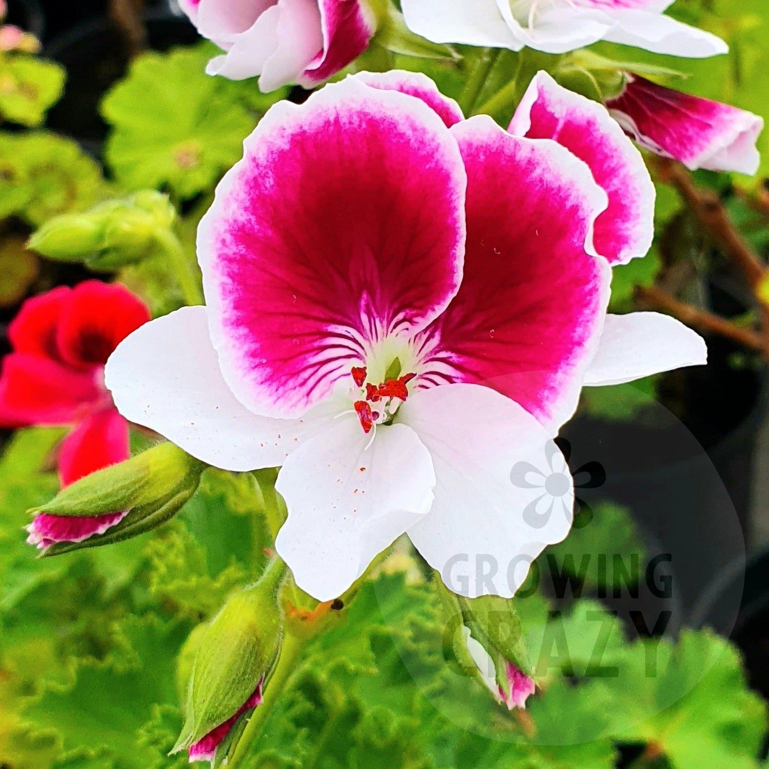 Garten Director Herman - Decorative Pelargonium Geranium, lower petals and purple-black shaded upper petals edged with white great summer display containers or garden borders,