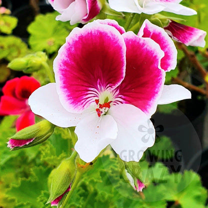 Garten Director Herman - Decorative Pelargonium Geranium, lower petals and purple-black shaded upper petals edged with white great summer display containers or garden borders,
