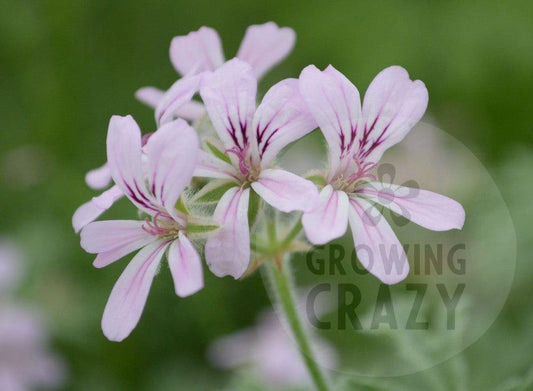 Grey Lady Plymouth - Rose-mint Scented Leaf Pelargonium (Geranium) Plant - 6cm bio pot