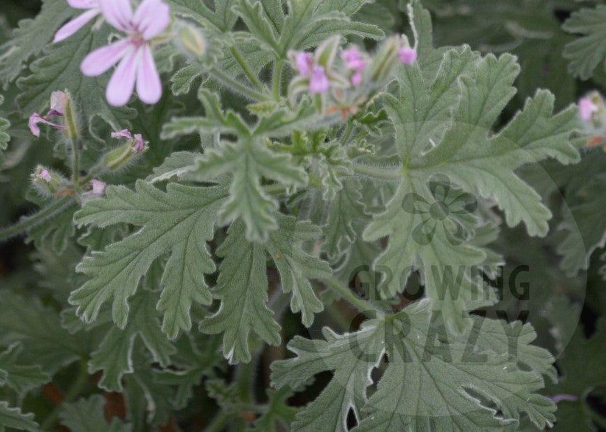 Grey Lady Plymouth - Rose-mint Scented Leaf Pelargonium (Geranium) Plant - 6cm bio pot