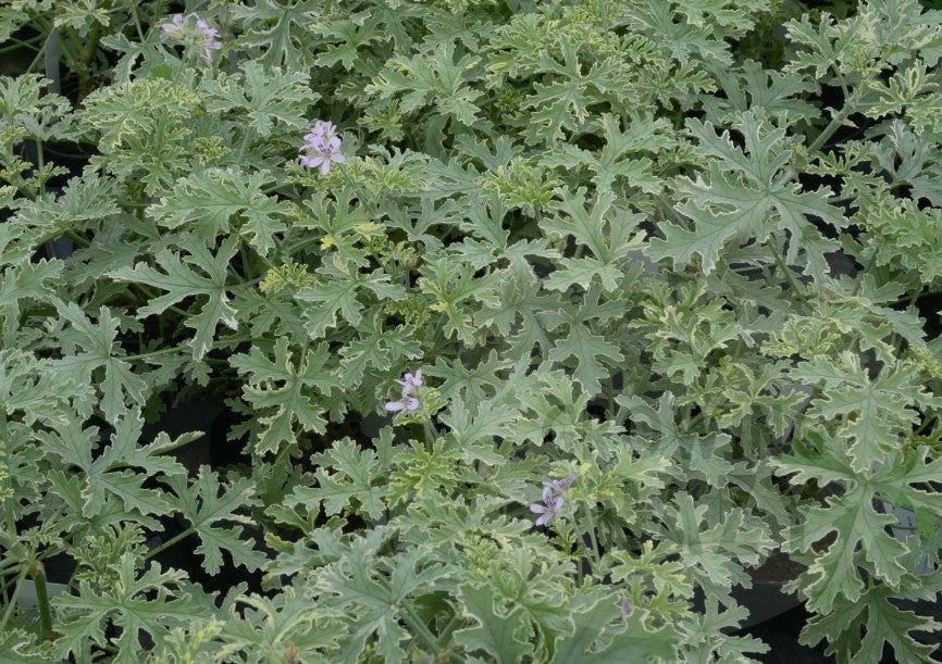 Grey Lady Plymouth - Rose-mint Scented Leaf Pelargonium (Geranium) Plant - 6cm bio pot