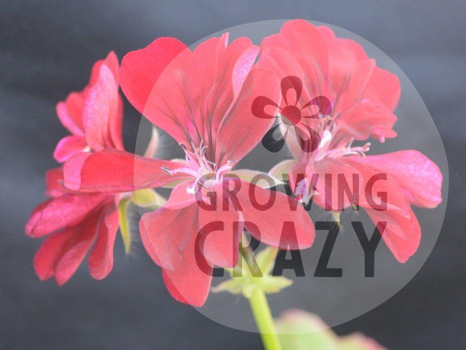 Harvard - Ivy Leaved (Trailing) Pelargonium / Geranium  great for pots and hanging baskets  large deep ruby red semi double flowers