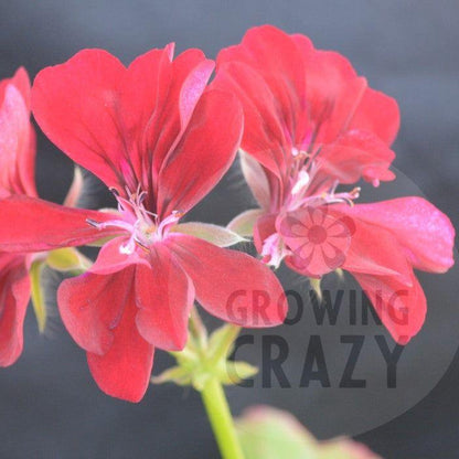 Harvard - Ivy Leaved (Trailing) Pelargonium / Geranium  great for pots and hanging baskets  large deep ruby red semi double flowers