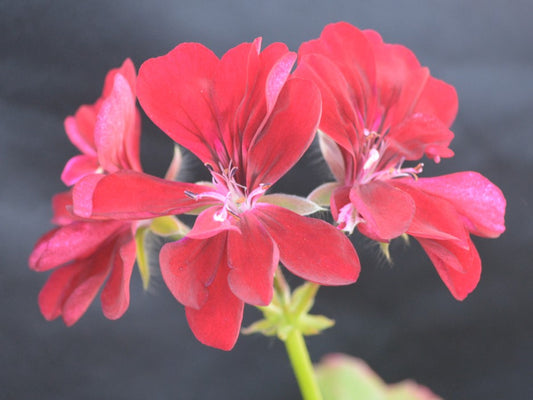 Harvard - Ivy Leaved (Trailing) Pelargonium / Geranium  great for pots and hanging baskets  large deep ruby red semi double flowers