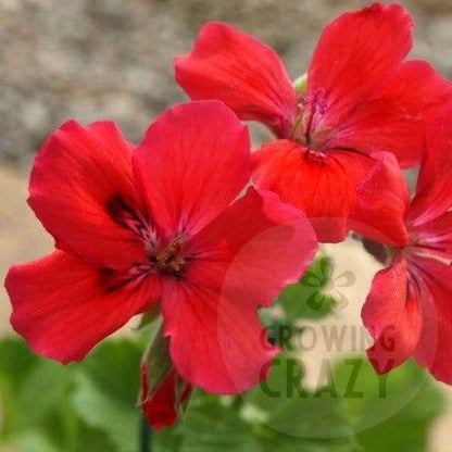 Hazel's Finale - Decorative Pelargonium Geranium red flowers, Hazel Key Fibrex 
