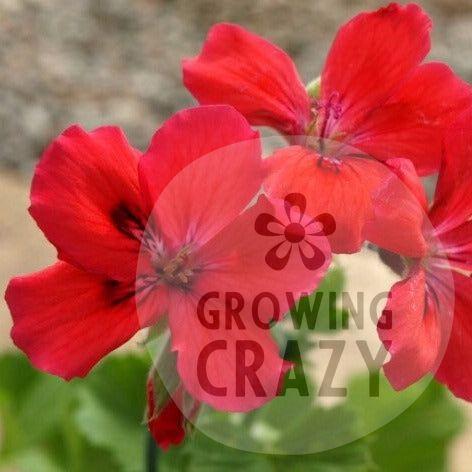 Hazel's Finale - Decorative Pelargonium Geranium red flowers, Hazel Key Fibrex 