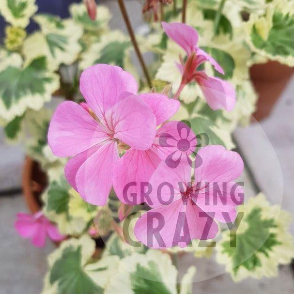 Hills of Snow - Coloured Variegated Leaved Pelargonium bold cream margin and produces light pink flowers intresting  Victorian