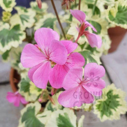 Hills of Snow - Coloured Variegated Leaved Pelargonium bold cream margin and produces light pink flowers intresting  Victorian