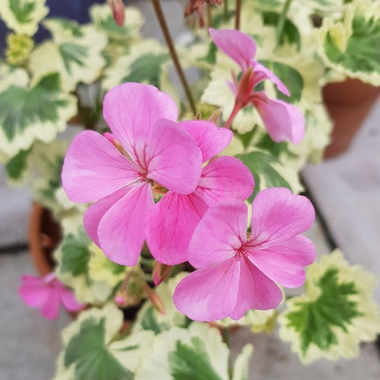 Hills of Snow - Coloured Variegated Leaved Pelargonium bold cream margin and produces light pink flowers intresting  Victorian