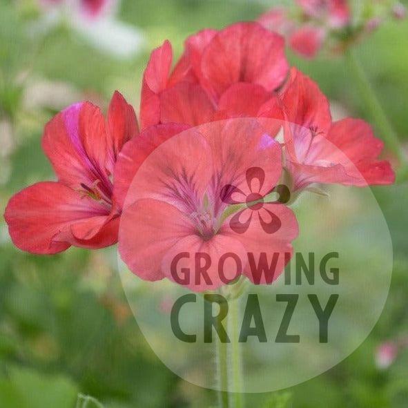 Hindoo - Decorative Pelargonium Geranium, abundance of crimson red flowers containers or ;garden borders