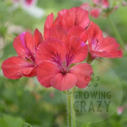 Hindoo - Decorative Pelargonium Geranium, abundance of crimson red flowers containers or ;garden borders