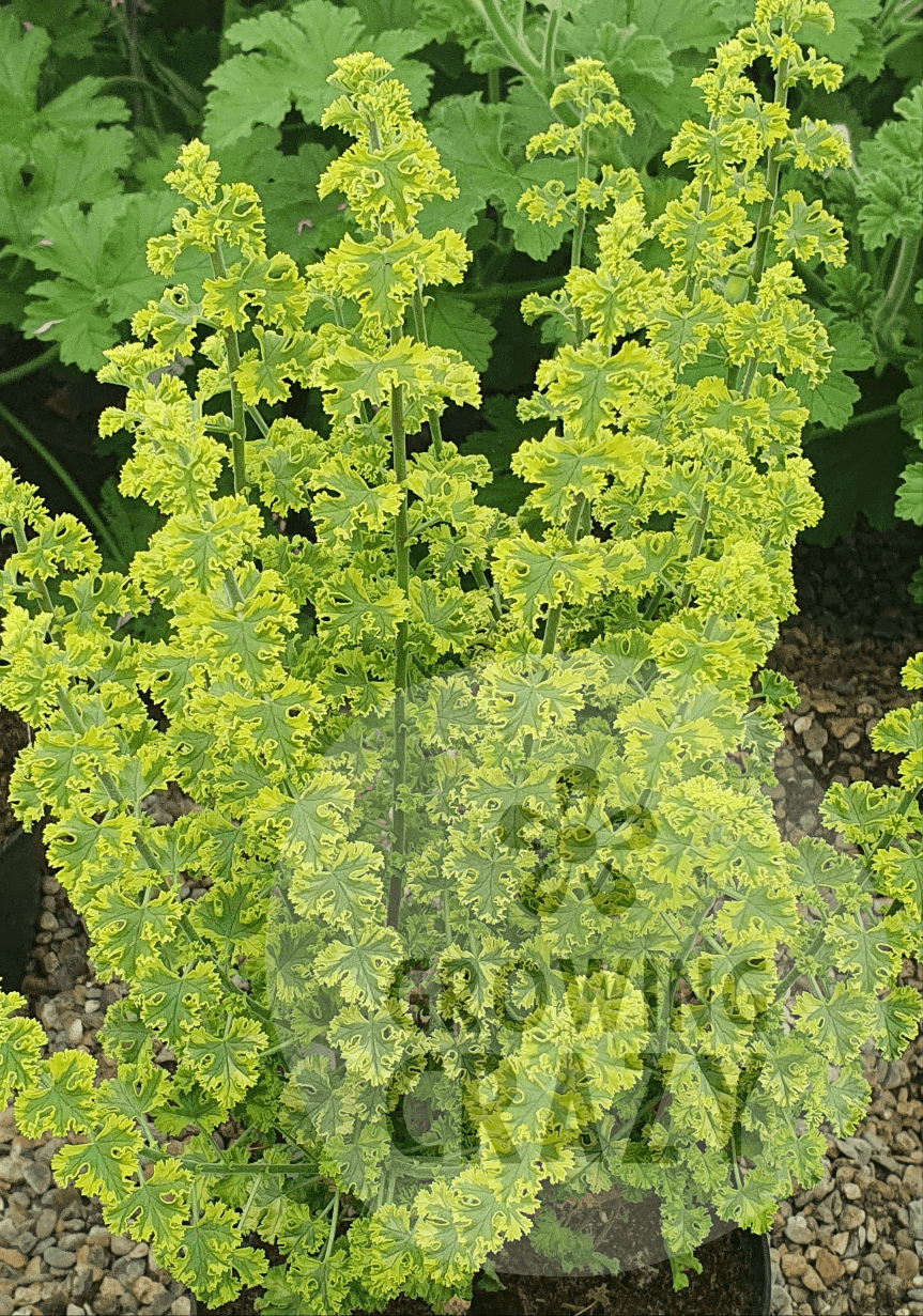 Cy's Sunburst - Lemon Scented Leaf Pelargonium (Geranium) - Single 6cm pot