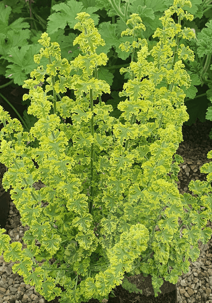 Cy's Sunburst - Lemon Scented Leaf Pelargonium (Geranium) - Single 6cm pot