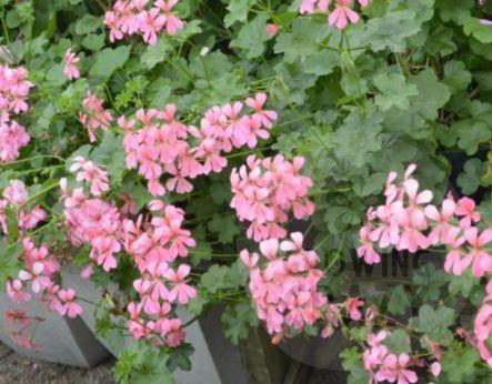 Cascade Pink - Ivy Leaved Pelargonium beautiful pink flowers what will cascade out of a pot or a hanging basket 