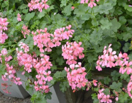 Cascade Pink - Ivy Leaved Pelargonium beautiful pink flowers what will cascade out of a pot or a hanging basket 