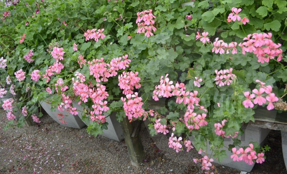 Cascade Pink - Ivy Leaved Pelargonium (Geranium) Plant - 6cm bio pot