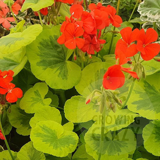 Mangles Variegated - Coloured Fancy Leaf Pelargonium (Geranium) Plant - 6cm pot