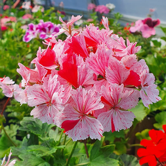Vectis Volcano Stellar Pelargonium provides an eruption of well rounded flowers with flushes of pink speckling and splashes of red, this variety is nice and compact and puts on a great display.