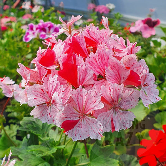 Vectis Volcano Stellar Pelargonium provides an eruption of well rounded flowers with flushes of pink speckling and splashes of red, this variety is nice and compact and puts on a great display.