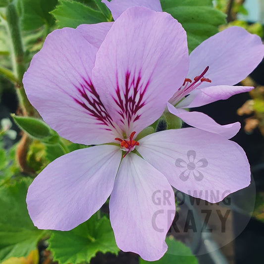 Malsangor Glory - Decorative Pelargonium Geranium, large lilac-mauve flowers  long flowering great for borders and pots 