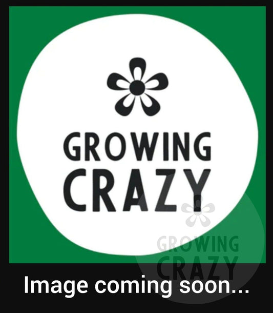 Phyllis - Unique Pelargonium (Geranium) Plant - 6cm bio pot