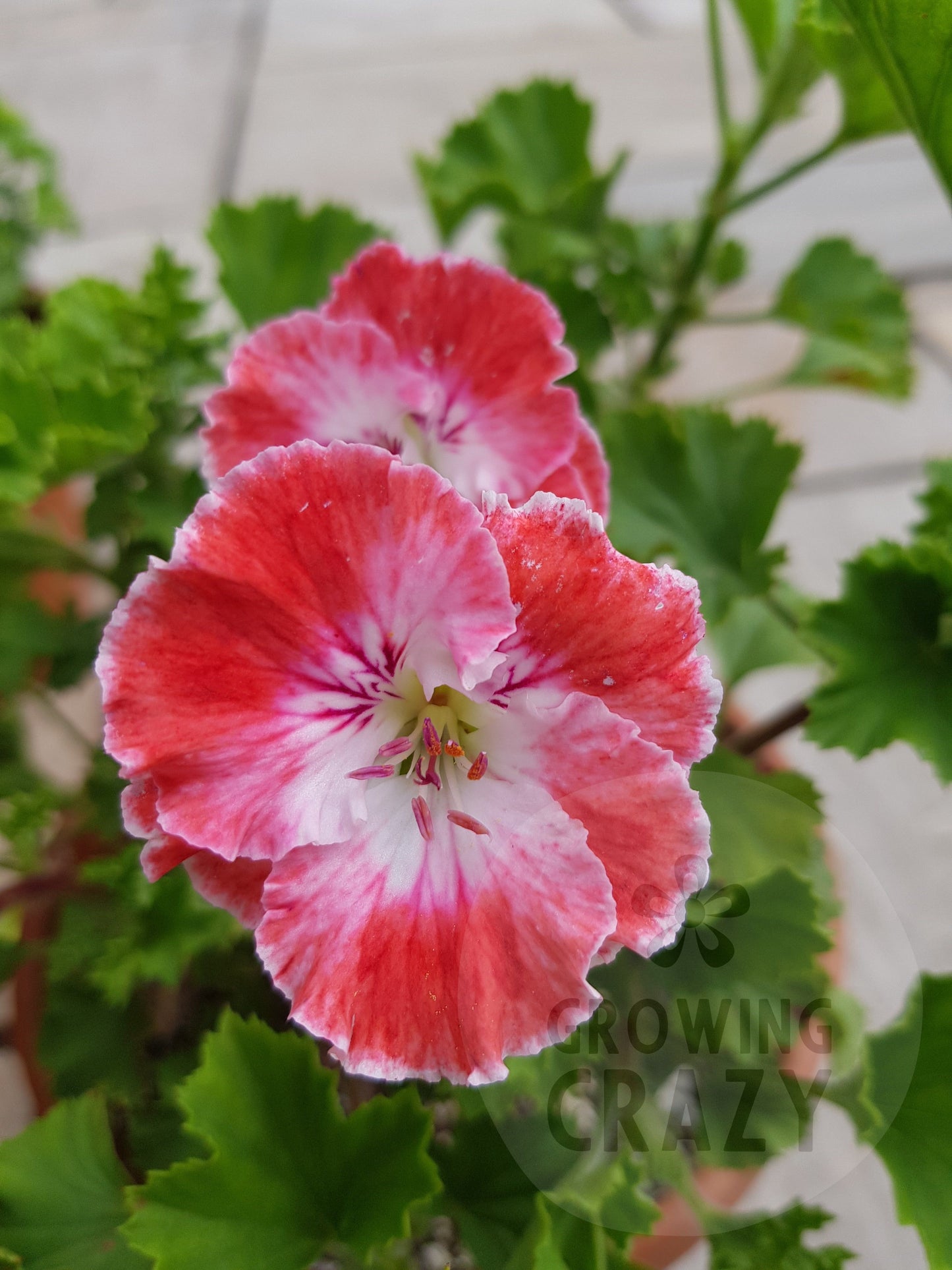 Joy - Regal Pelargonium (Geranium) plant - 6cm bio pot