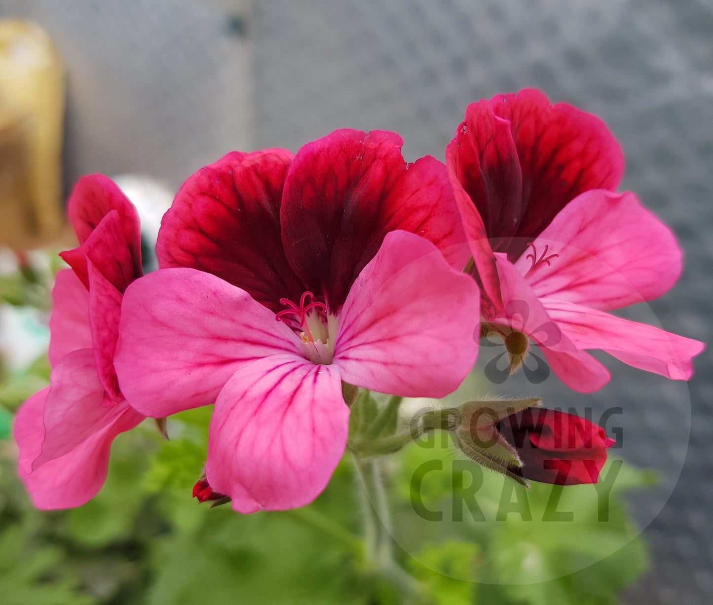 Key's Unique - Unique Pelargonium (Geranium) Plant - 6cm bio pot