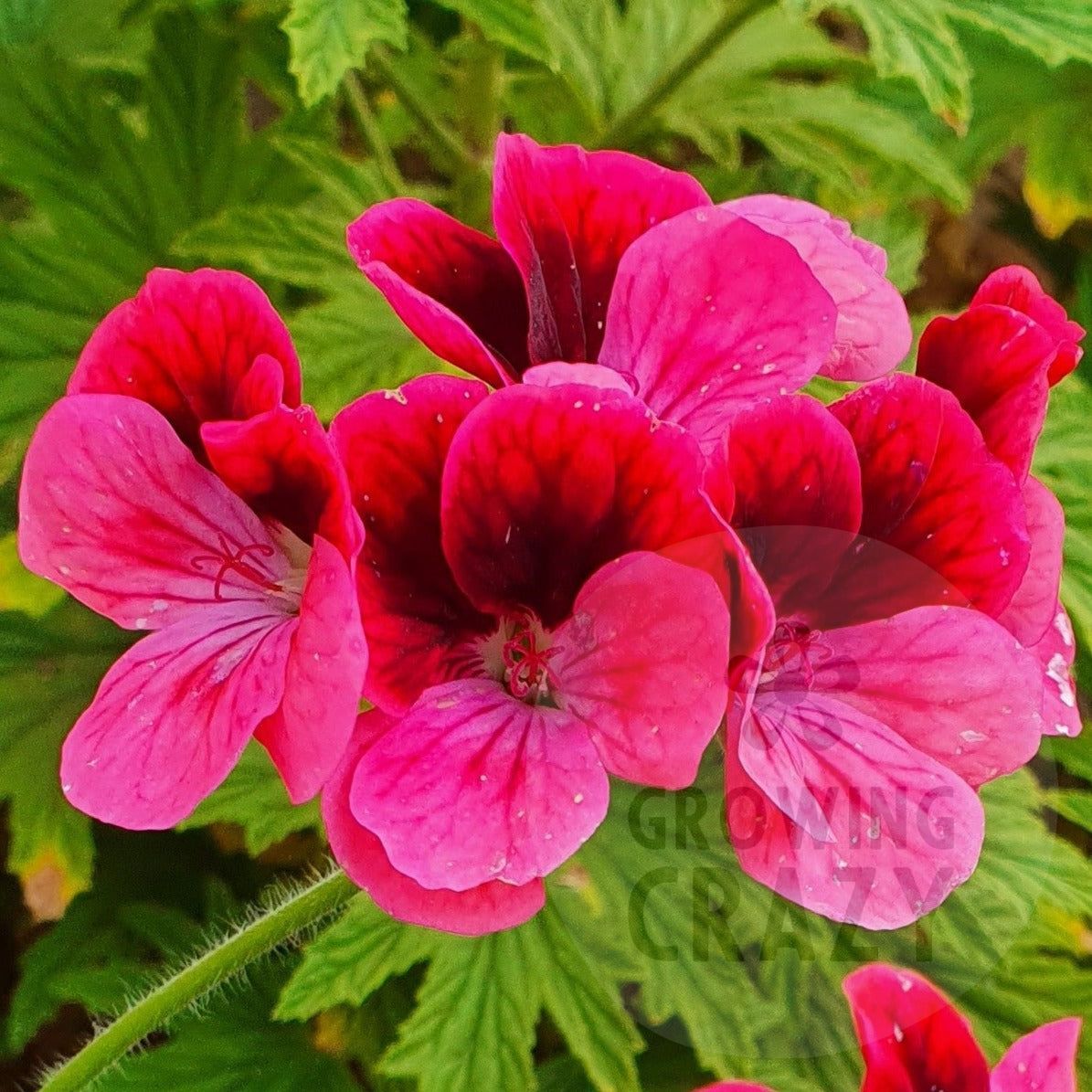 Key's Unique - Unique Pelargonium (Geranium) Plant - 6cm bio pot