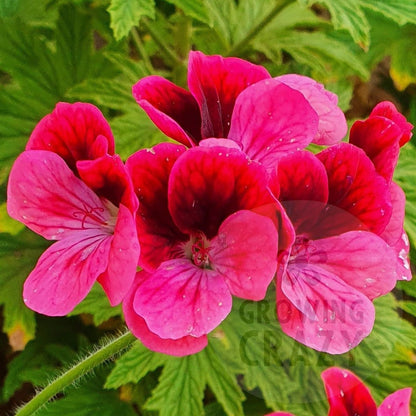 Key's Unique - Unique Pelargonium (Geranium) Plant - 6cm bio pot