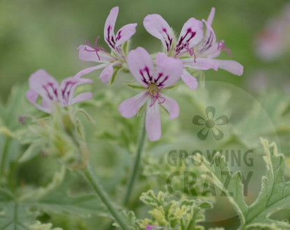 Lady Plymouth - Lemon-rose Scented Leaved Pelargonium / Geranium Plant - 6cm bio pot