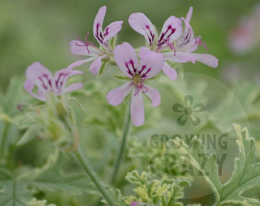 Lady Plymouth - Lemon-rose Scented Leaved Pelargonium / Geranium Plant - 6cm bio pot