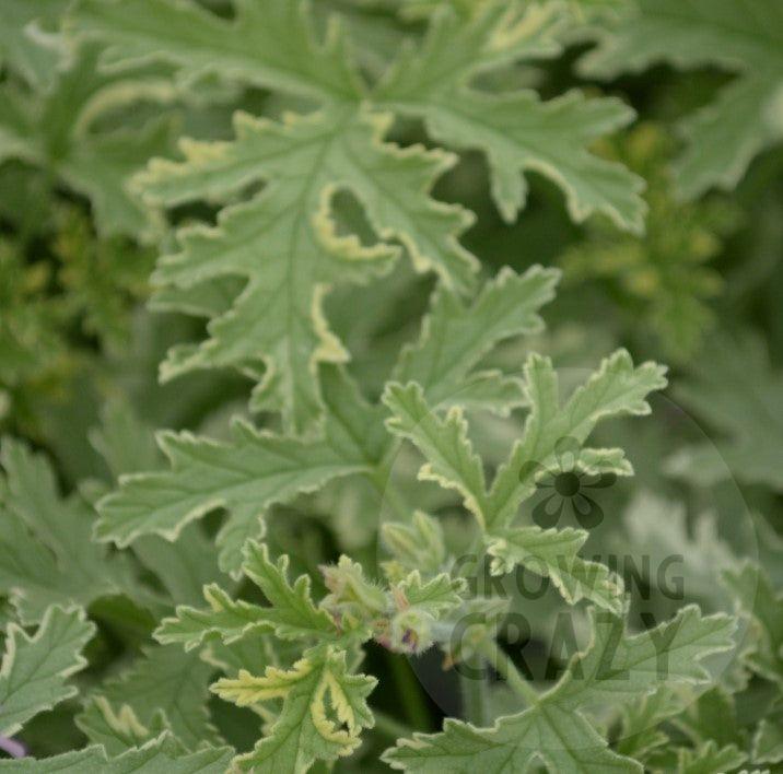 Lady Plymouth - Lemon-rose Scented Leaved Pelargonium / Geranium Plant - 6cm bio pot