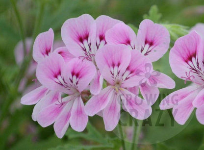 Lara Jester - Rose-lemon Scented Leaf Pelargonium (Geranium) plant - 6cm bio pot
