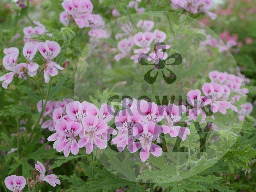 Lara Jester - Rose-lemon Scented Leaf Pelargonium (Geranium) plant - 6cm bio pot