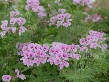 Lara Jester - Rose-lemon Scented Leaf Pelargonium (Geranium) plant - 6cm bio pot