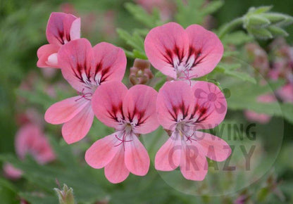 Lara Starshine - Rose-lemon Scented Leaf Pelargonium (Geranium) Plant - 6cm pot