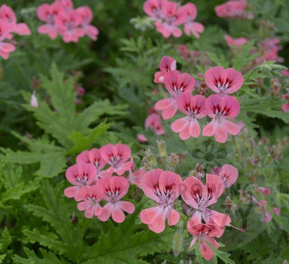 Lara Starshine - Rose-lemon Scented Leaf Pelargonium (Geranium) Plant - 6cm pot