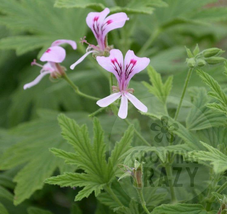 Mabel Grey - Lemon Scented Leaf Pelargonium (Geranium) Plant - 6cm bio pot