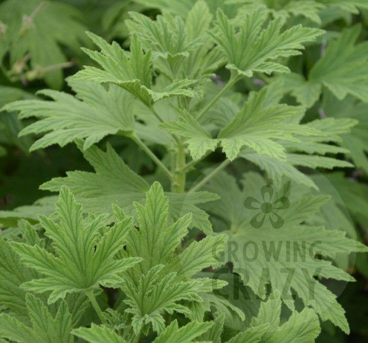 Mabel Grey - Lemon Scented Leaf Pelargonium (Geranium) Plant - 6cm bio pot