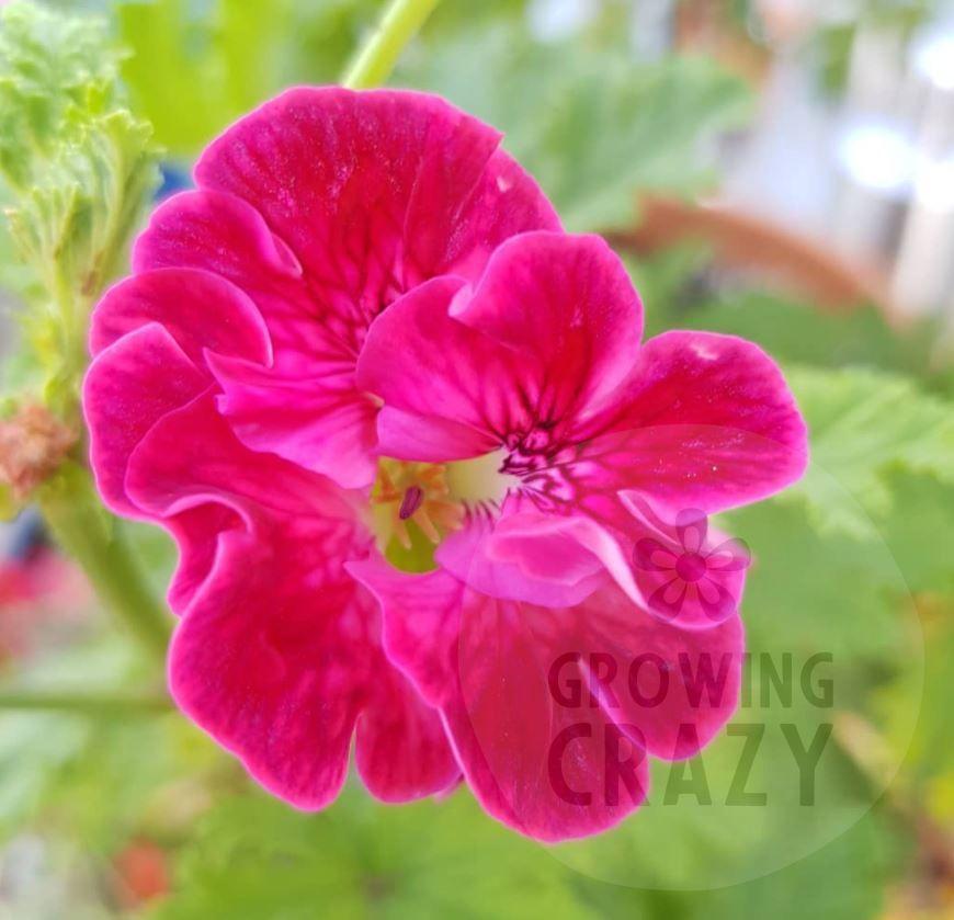 Mons Ninon - Unique Pelargonium (Geranium) Plant - 6cm bio pot