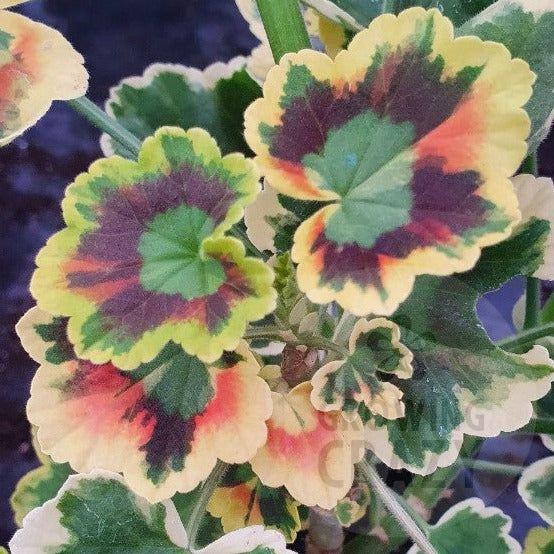 Mrs Strang - Coloured Leaf Pelargonium / Geranium Plant - 6cm bio pot