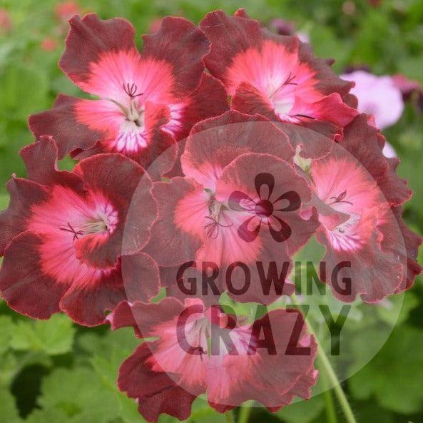 My Chance - Decorative Pelargonium Geranium, frilly edge, deep crimson around the edge shades to red before shading to pink towards the light centre stunning great for pots and borders