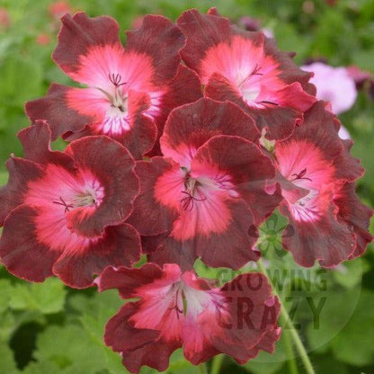 My Chance - Decorative Pelargonium Geranium, frilly edge, deep crimson around the edge shades to red before shading to pink towards the light centre stunning great for pots and borders